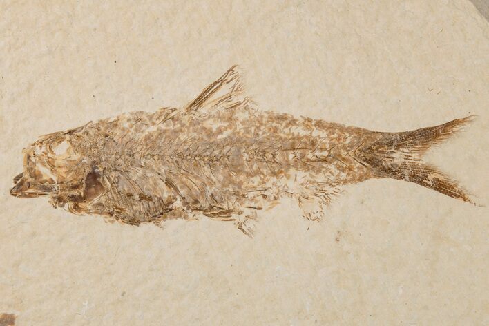Detailed Fossil Fish (Knightia) - Wyoming #204509
